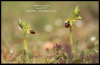 Ophrys-aesculapii